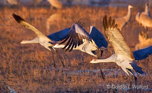 We Have Liftoff_73939.jpg - Sandhill Crane (Grus canadensis) sunrise fly-out photographed in the Bosque del Apache National Wildlife Refuge near San Antonio, New Mexico USA.